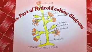 OBELIAPART OF HYDROID COLONY  DIAGRAM very easy way step by step [upl. by Maiocco]