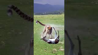 Super funny chase between leopard and antelope [upl. by Anaeda]