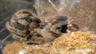 Tarantula Molting Time Lapse  Chilean Rose HairGrammostola Rosea [upl. by Benedetto]