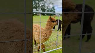 Cutie alpacas newzealand alpaca alpacafarm fyp fypシ゚viral fypage touristattractions [upl. by Saberhagen825]