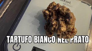 GROSSO TARTUFO BIANCO trovato in un PRATO [upl. by Nnaer300]