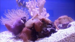 Bristle Worms Spawning in Aquarium [upl. by Radie]