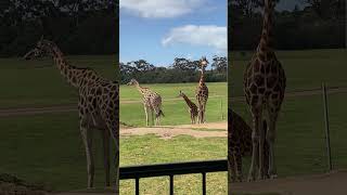 Giraffes at Werribee Open Range Zoo melbourne werribee [upl. by Leuqcar178]