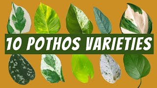 10 Pothos Varieties with Images and Names  🌱 Neon Pothos Jade Pothos Satin Cebu Blue and More [upl. by Joscelin922]