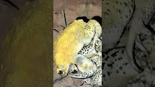 The wrestling of the frogs wonderful animals fight [upl. by Neirb]