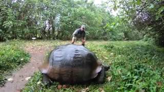 Exploring the Galapagos with Lindblad Expeditions on National Geographics Endeavour II 2018 [upl. by Mattah24]