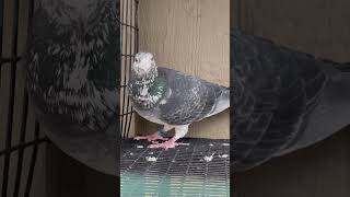 For the grizzle guys racing pigeons imports youtubeshorts pigeonracing subscribe [upl. by Llireva]