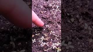 Purslane growing 4 leaves mydiyfarming autumngarden mytakeonhomeandgarden [upl. by Smoot]