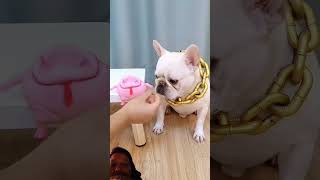 The dog scared his owner catcatfunnyfightcompilation funny pets ytshorts [upl. by Fadden]