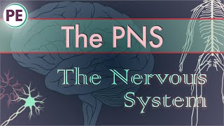 The Nervous System Peripheral Nervous System PNS [upl. by Lapointe]