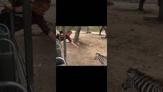 Trying to Feed a Zebra at Casela Nature Park Mauritius [upl. by Treblig104]