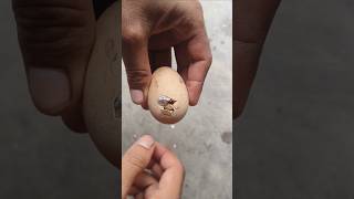 saving life of baby chick 🐣🐥🐣🐥 [upl. by Akinit644]