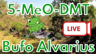 5MeODMT  Bufo Alvarius  LIVE EXPERIENCE [upl. by Neelyar]