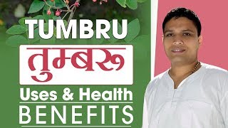 तुम्बरू Zanthoxylum armatum  Uses amp Health Benefits  Acharya Balkrishna [upl. by Sammie989]