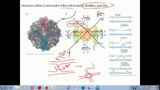 Genetic recombination lecture 1  homologous recombination [upl. by Becht]