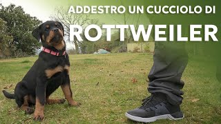 Come addestrare un cucciolo [upl. by Akenat]