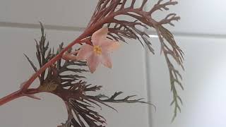 begonia bipinnatifida blooming [upl. by Ahseinod]