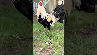 Salmonelosis en tus gallos y cómo tratarlo fácilmente 🐓🇲🇽🇺🇸 gallo gallofino galleros [upl. by Diley]