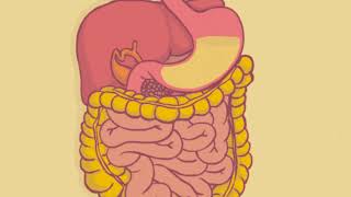 RUIDOS INTESTINALES 4E [upl. by Markiv455]