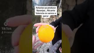 Asturias ya produce naranjas  con este cambio climático vamos a ganar a la comunidad valenciana [upl. by Aimil592]