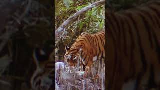 সুন্দরবনের বাঘ  Royal Bengal Tiger in Sundarban [upl. by Odnumyar]