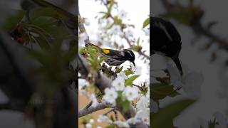 Honeyeater Bird Drinking Nectar Wincent oHsNX bird nature wildlife [upl. by Missie483]