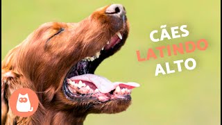 Cachorros LATINDO ALTO 🐶🔊 Veja como seu CÃO REAGE [upl. by Aeniah501]