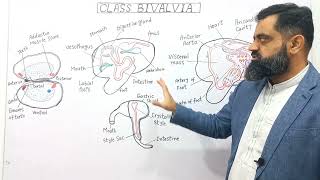 Class Bivalvia UrduHindi medium  Prof Masood Fuzail  Structure of Bivalves  Anatomy of Bivalves [upl. by Anilak691]