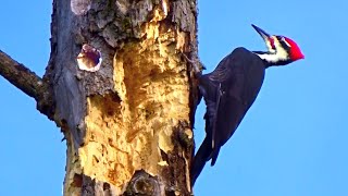 Pileated Woodpecker  Woodpeckers Pecking on Hardwood [upl. by Blanch]