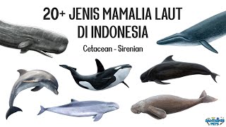 20 Jenis Mamalia Laut Paus Lumbalumba Pesut Porpoise Dugong di Indonesia [upl. by Fiel]