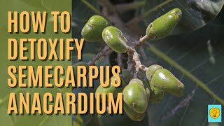 HOW TO DETOXIFY SEMECARPUS ANACARDIUM BHILAWA  भल्लातक शुद्ध करने का आसान तरीका  SAIDLA  BUMS [upl. by Diann]