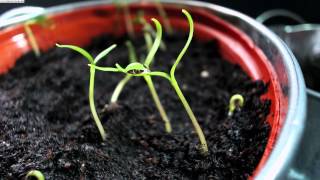 Cayenne Pepper Seedlings Time Lapse Video [upl. by Malamut]