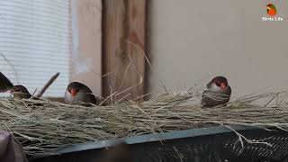 Common waxbill or St Helena Waxbill Estrilda astrild foraging grass seeds [upl. by Aldredge]