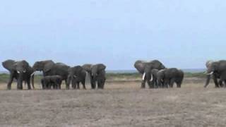 Elephants react to the recorded roar of a lion [upl. by Caressa]