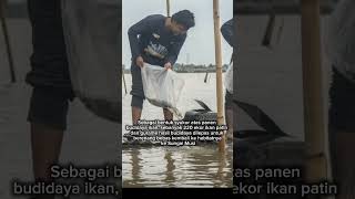 Kilang Plaju budidaya ikan Patin di Sungai Musi kilangpertaminainternasional kilangpertamina [upl. by Aicetal157]