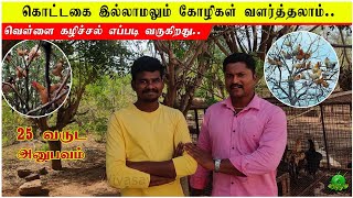 கொட்டகை இல்லாமலும் கோழிகள் வளர்த்தலாம்  வெள்ளை கழிச்சல் எப்படி வருகிறது  25 வருட அனுபவம் [upl. by Everest]