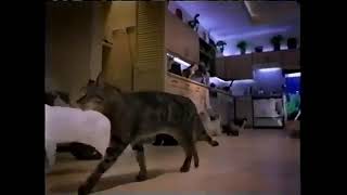 Purina Tidy Cats Scoop Commercial 2003 1 [upl. by Ahswat979]