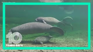 Florida wildlife officials see early success with manatee lettuce feeding program [upl. by Alhan]