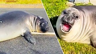 Seal Terrorises Aussie Town  Ozzy Man Reviews [upl. by Adnaerb571]