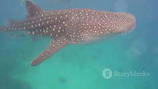 Dive Into Adventure Swimming with Whale Sharks in the Maldives [upl. by Ajiam]