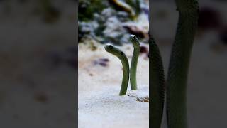 Spotted Garden Eel [upl. by Ave]