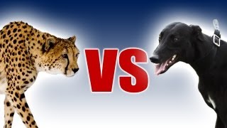 Cheetah vs Greyhound  Worlds Fastest Dog In Super Slow Motion  Slo Mo 29  Earth Unplugged [upl. by Ahsinac]