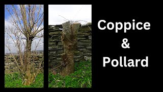 Coppice and pollard How and why [upl. by Gnilrets131]