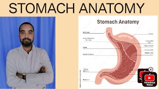 stomach anatomy in hindistomach anatomy johari stomach anatomy notes [upl. by Perzan]