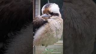 Beatiful Kookaburra  Wunderschöner Lachender Hans Birkenheide  Tierpark [upl. by Hendrix]