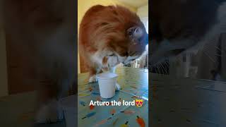 Arturo il piccolo lord 😍😻 [upl. by Lindo338]