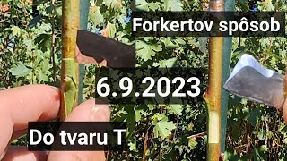 Očkovanie broskyne do Trezu a Forkertov spôsob 692023 [upl. by Resarf]