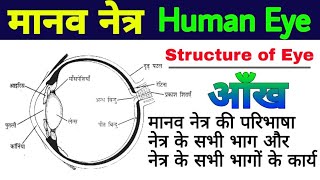 मानव नेत्र  manav netra ki sanrachna  manav netra ka chitra  Structure of human eye manav netra [upl. by Yetnom]