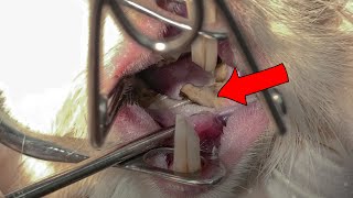 What Happens If You Dont Know This About Your Guinea Pig Teeth [upl. by Ahtebat]