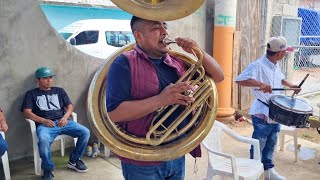 🔥🎺 Que perro se escucha esta Tuba con los amigos de Alpoyecancingo Guerrero [upl. by Yelats]